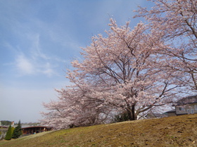 sakura2023-2