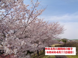 sakurar4