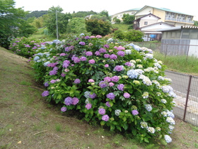 aji1